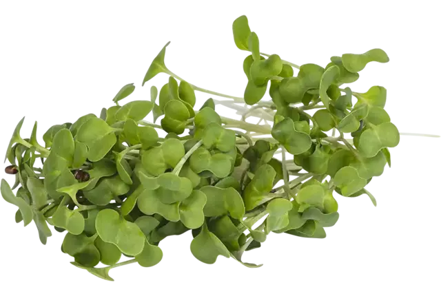 Koolraap cress 50gr kist 18 stuks